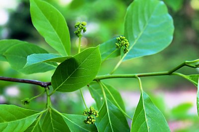 Nyssa sylvatica - tupela lesní - jarní větévka, listy a květy (3)